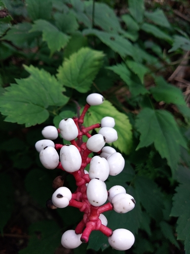 white baneberry