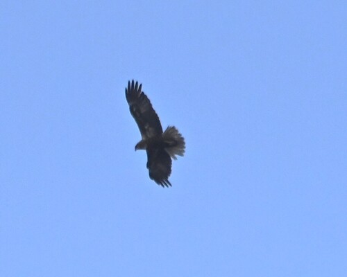 Western Marsh Harrier