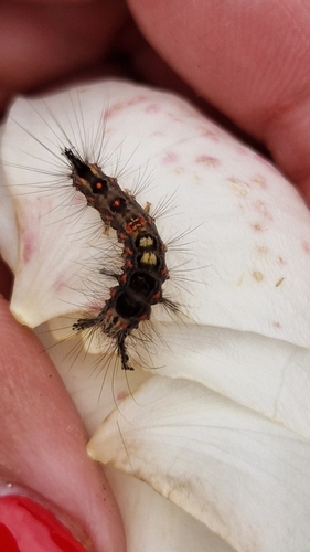 Rusty Tussock Moth
