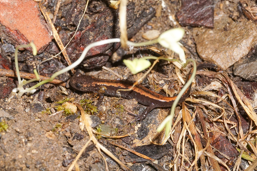 Gold-striped salamander