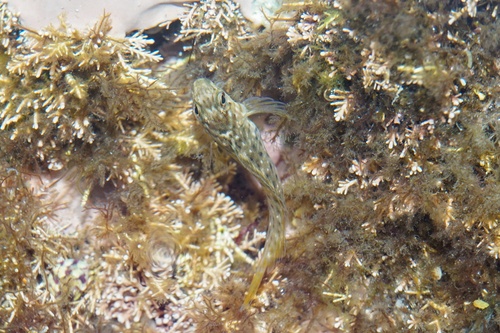Rusty Blenny