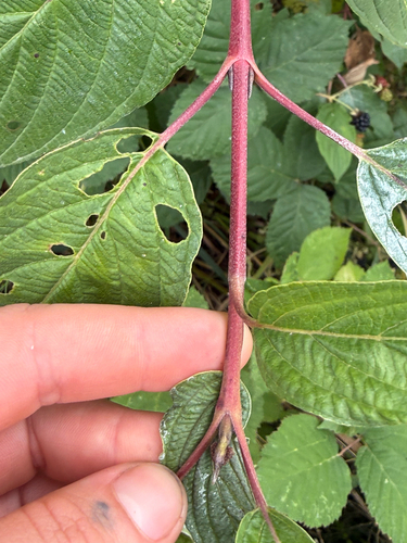 red osier dogwood