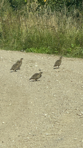 Gray Partridge