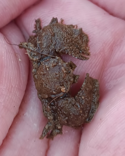 Hairy Porcelain Crab