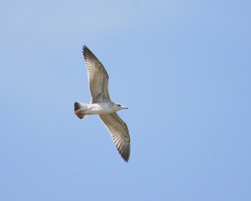 Caspian Gull