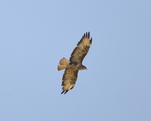 Common Buzzard