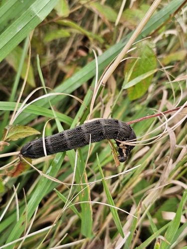 Elephant Hawkmoth