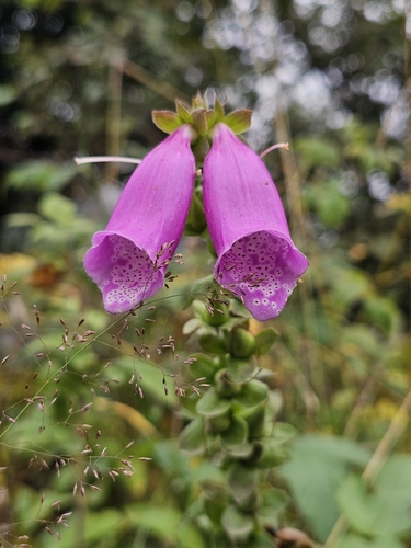 purple foxglove