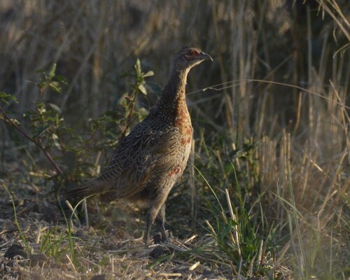 Ring-necked Pheasant