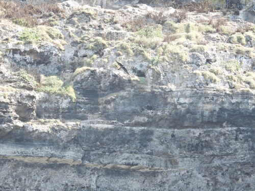 Eleonora's Falcon