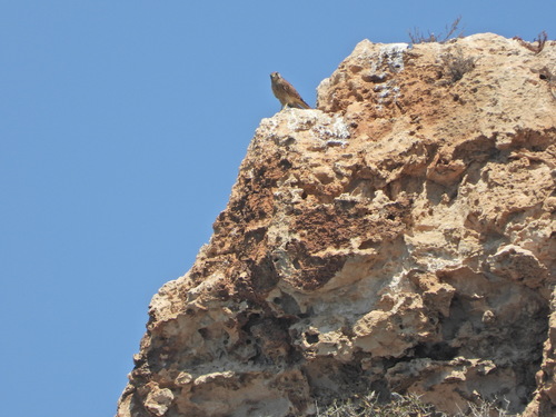 Eurasian Kestrel