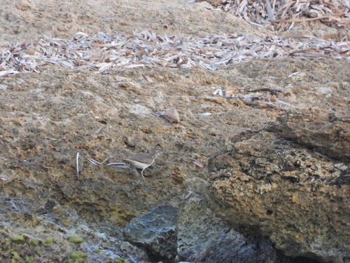 Common Sandpiper