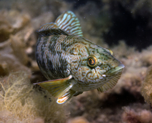Ballan Wrasse