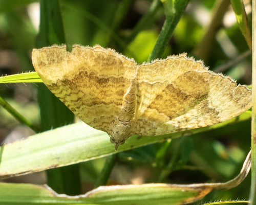 Yellow Shell Moth