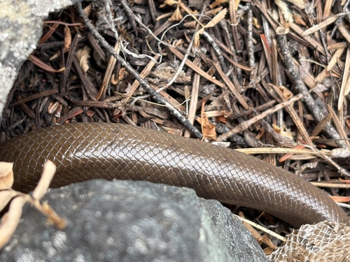 Northern Rubber Boa
