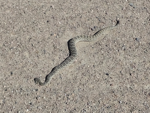 Prairie Rattlesnake