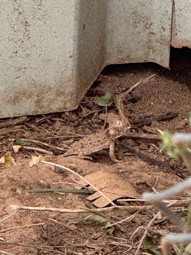 Texas Horned Lizard observed by sadie_wygant