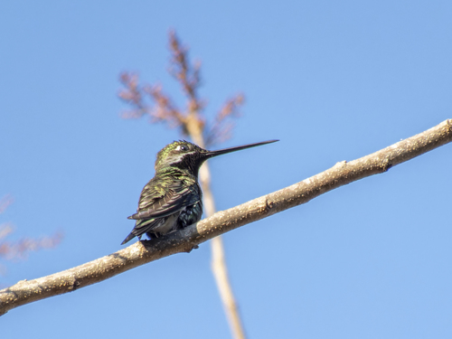 Stripe-breasted Starthroat