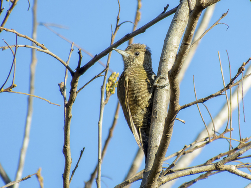 Little Woodpecker