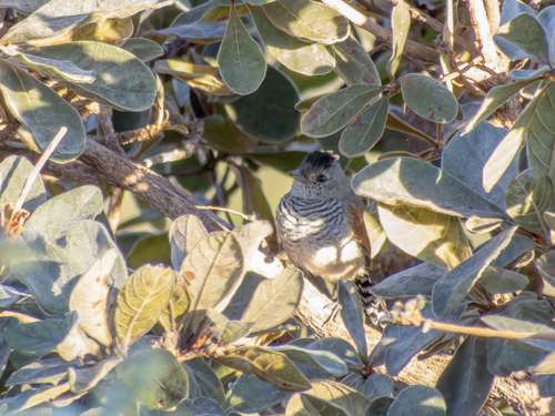 Rufous-winged Antshrike