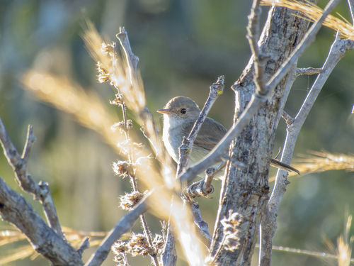 Fulvous-crowned Scrub-Tyrant