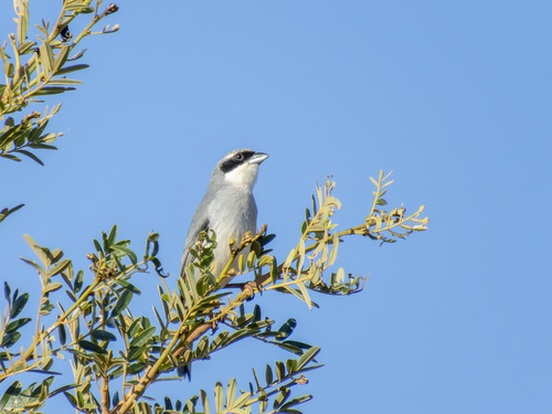 White-banded Tanager