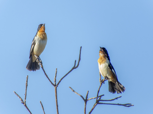 White-rumped Tanager