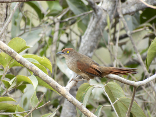 Greater Thornbird