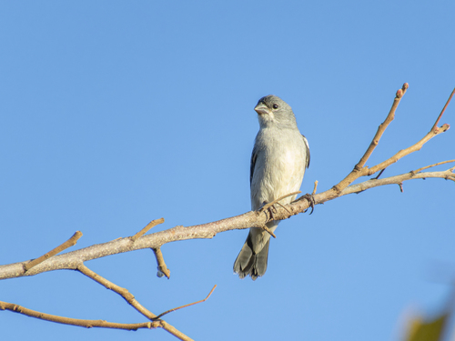 Plumbeous Seedeater