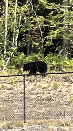 Black Bear sighting near Squamish