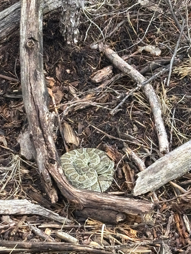Prairie Rattlesnake