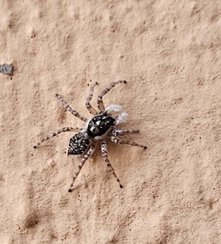 Half-edged Wall Jumping Spider