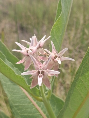 showy milkweed