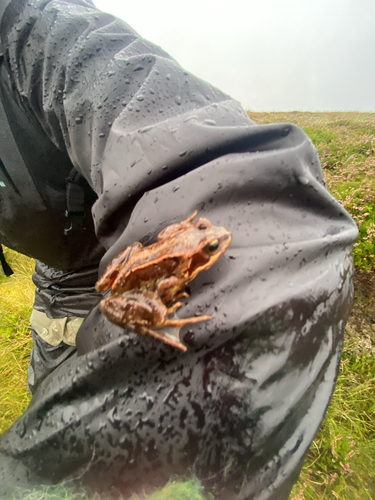 European Common Frog