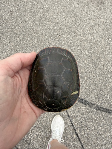 Painted Turtle
