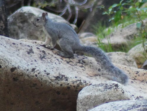 Western Gray Squirrel observed by allenmfish