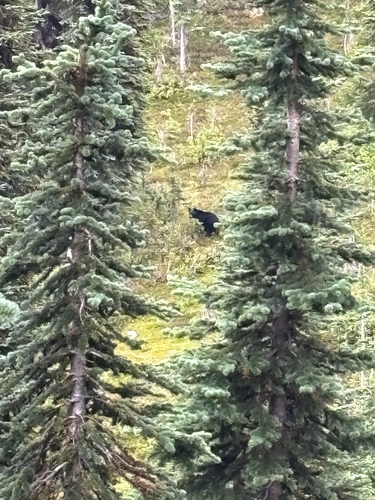 Black Bear sighting near Columbia Shuswap
