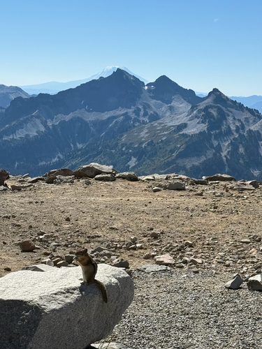 Cascade Golden-mantled Ground Squirrel observed by icecoldwater