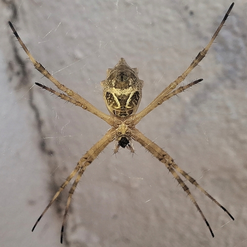 Silver Garden Orbweaver