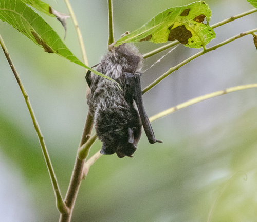 Silver-haired Bat observed by todd_mitchell