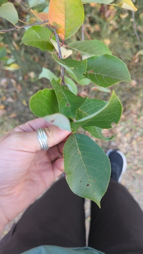 chokecherry
