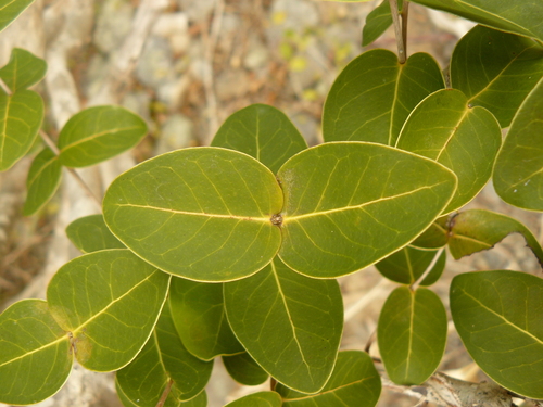 Eugenia cordata