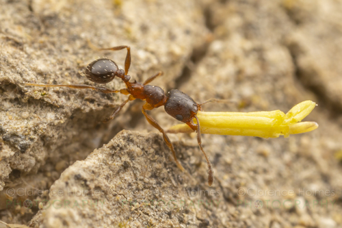 Pheidole soritis · iNaturalist Canada