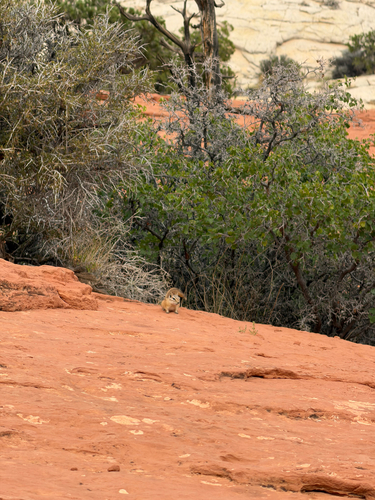 Hopi Chipmunk observed by jmmxre