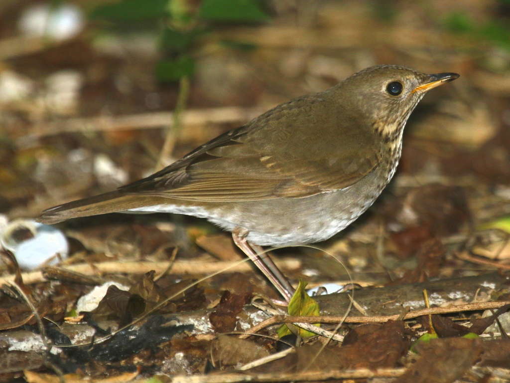 Bicknell's Thrush (Catharus bicknelli) photo