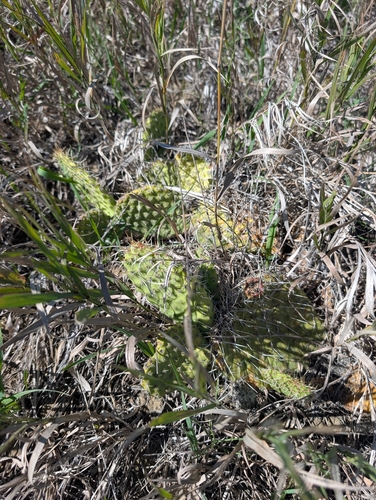 Plains Pricklypear
