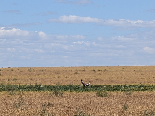 Pronghorn