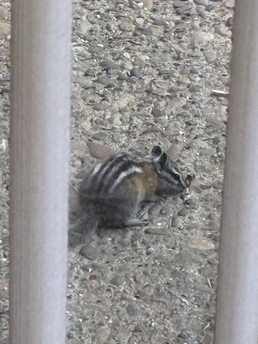 Uinta Chipmunk observed by sghall2