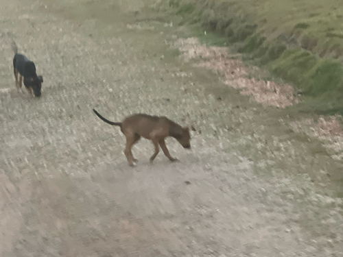 Domestic Dog