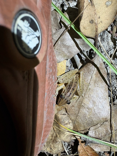 Striped Rocket Frog
